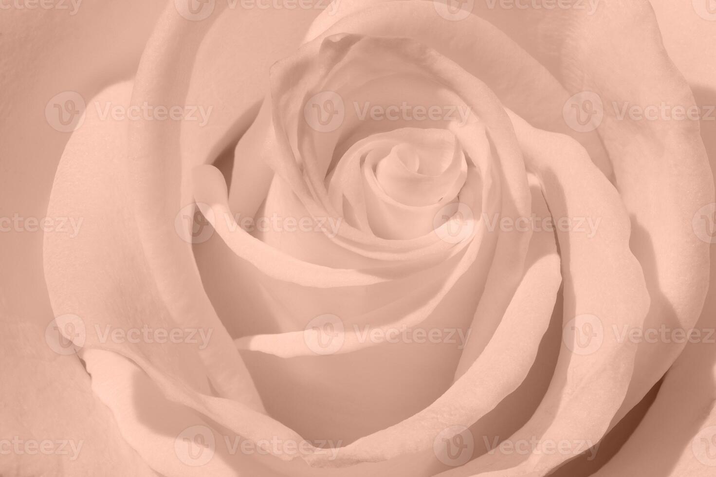 Beautiful macro photo of a fresh rose. Nature flower wedding background. Closeup top view color of 2025 year