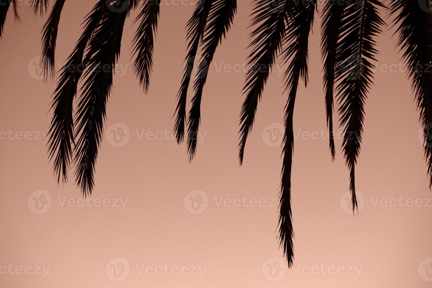 brown mocha color of 2025 year photo
