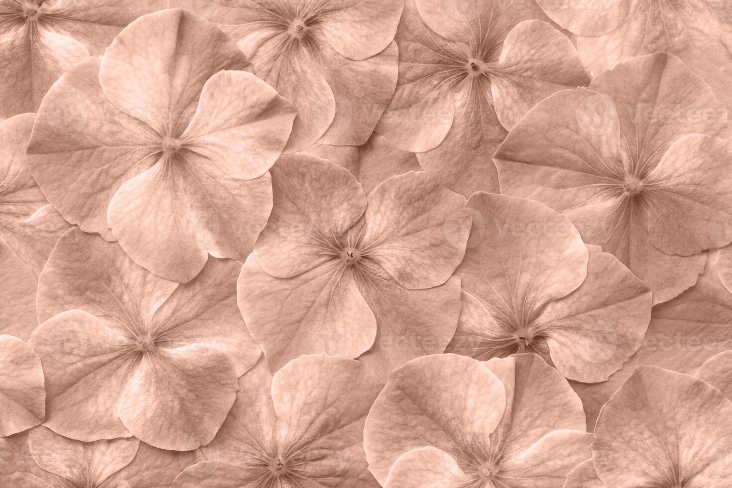 hydrangea flower flat background texture. fresh and perfect flowers and petals color of 2025 year photo