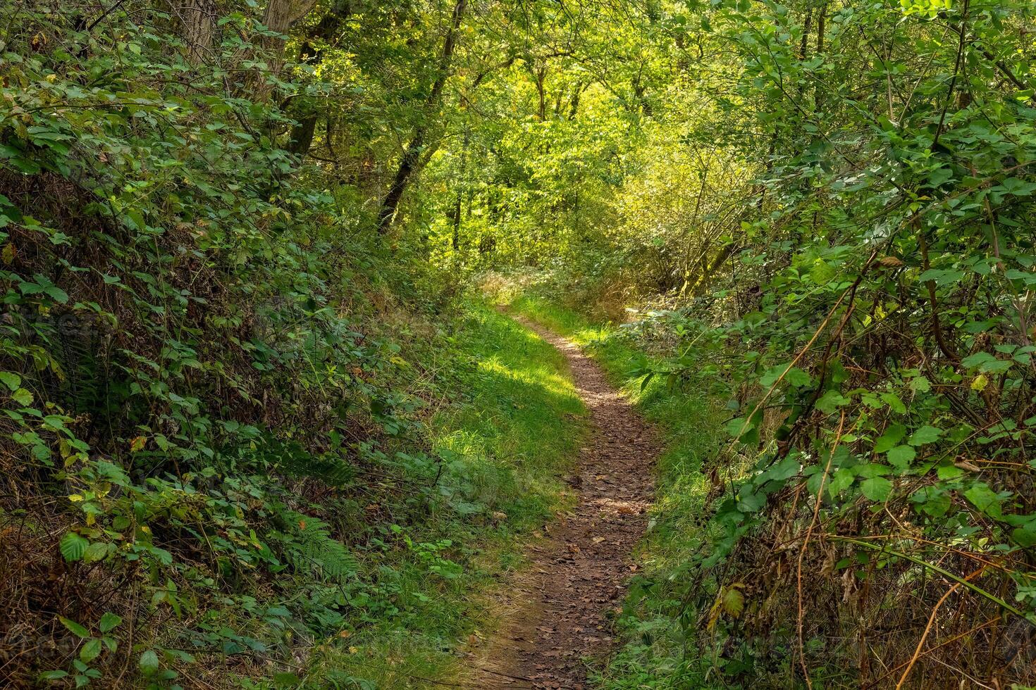 Serene hiking trail winding through lush green forest in the early afternoon light photo