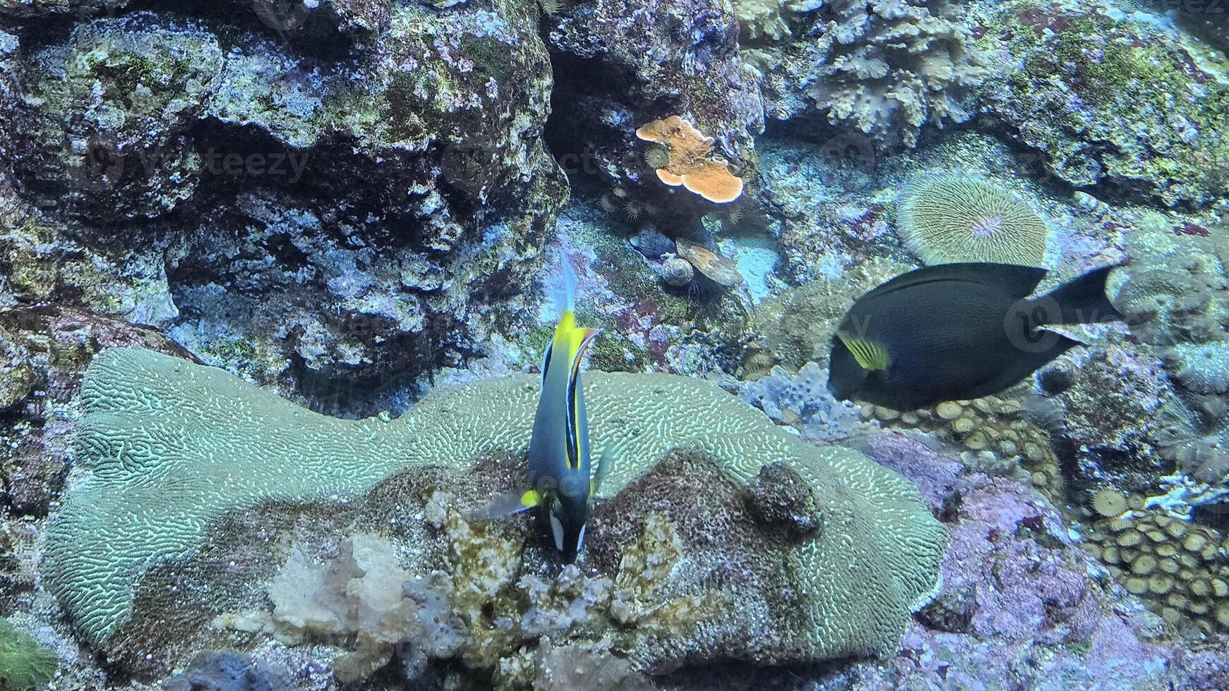 Fish swimming in aquarium wildlife park in California Academy of Sciences in San Francisco where you find exotic tropical blue and yellow fish in aquarium with corals in background photo