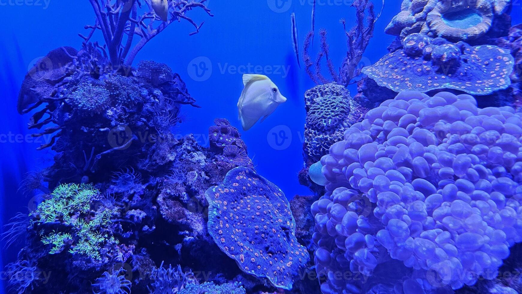 Fish swimming in aquarium wildlife park in California Academy of Sciences in San Francisco where you find exotic tropical blue and yellow fish in aquarium with corals in background photo