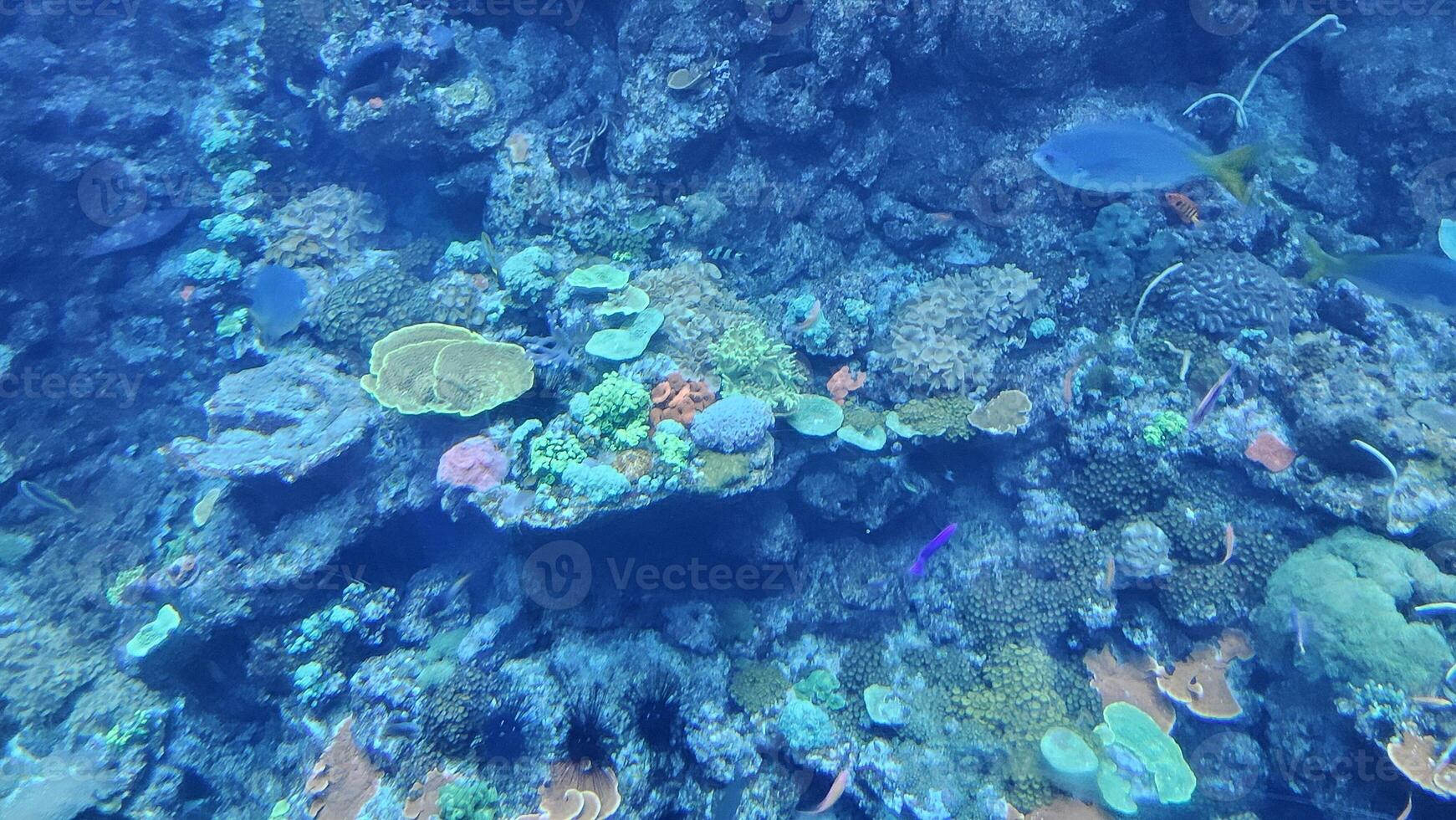 Fish swimming in aquarium wildlife park in California Academy of Sciences in San Francisco where you find exotic tropical blue and yellow fish in aquarium with corals in background photo
