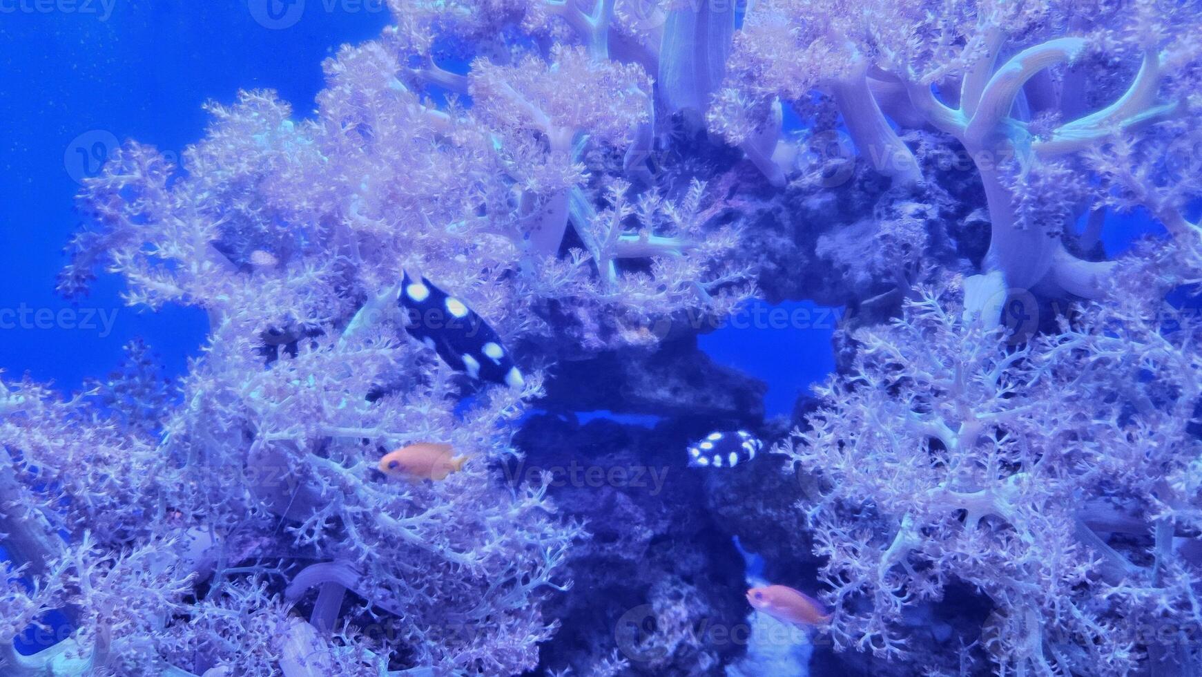 Fish swimming in aquarium wildlife park in California Academy of Sciences in San Francisco where you find exotic tropical blue and yellow fish in aquarium with corals in background photo