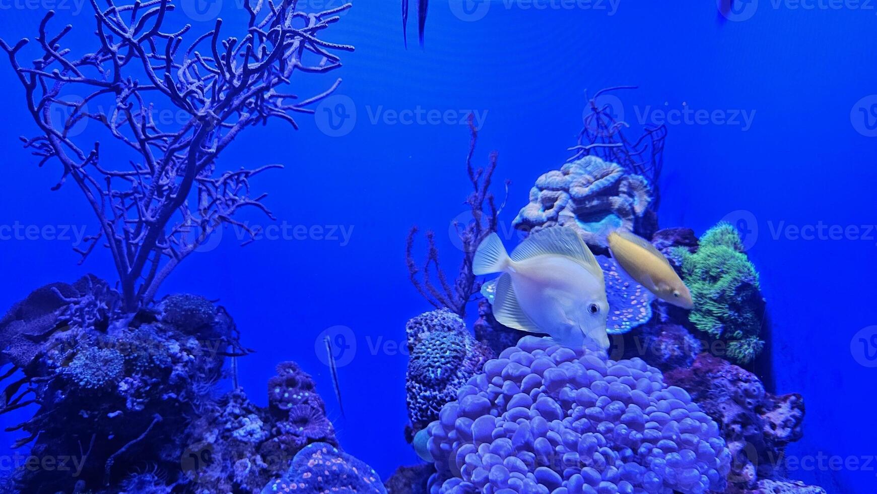 Fish swimming in aquarium wildlife park in California Academy of Sciences in San Francisco where you find exotic tropical blue and yellow fish in aquarium with corals in background photo