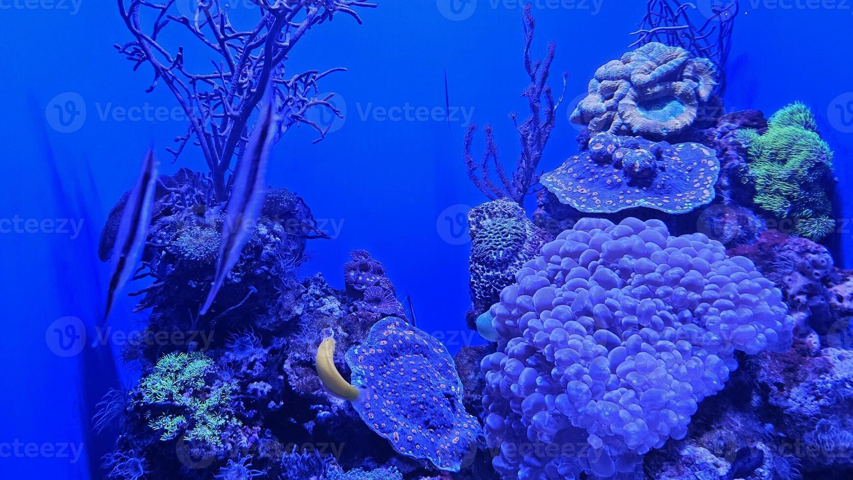 Fish swimming in aquarium wildlife park in California Academy of Sciences in San Francisco where you find exotic tropical blue and yellow fish in aquarium with corals in background photo