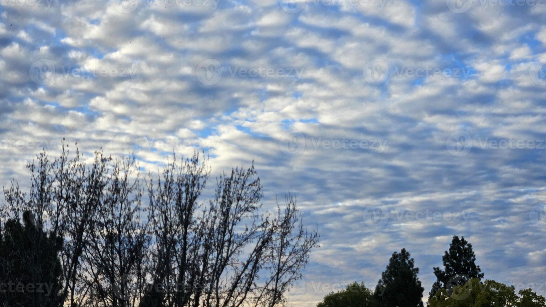 Beautiful cloud patterns formed in a summer afternoon in a blue sky with a silhouette of tree shadows in the background in walnut creek, California photo