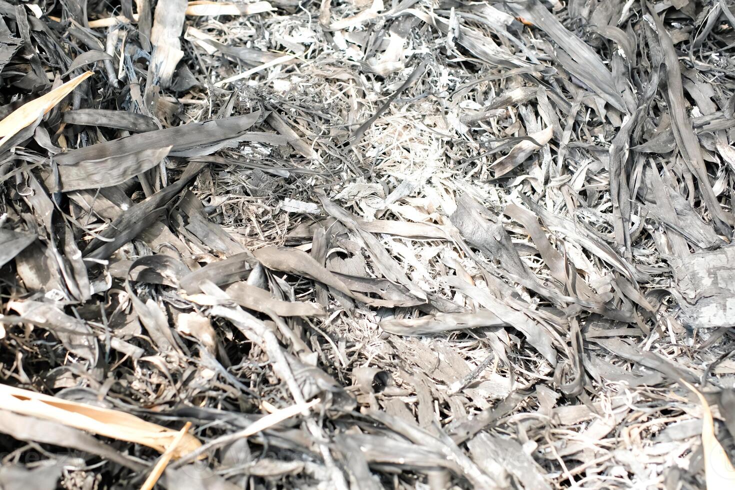 Monochrome Backgrounds ash and soot. Textured Details of the remains of the burning Bamboo Forest. Black and White Wallpaper. Textured Effects photo