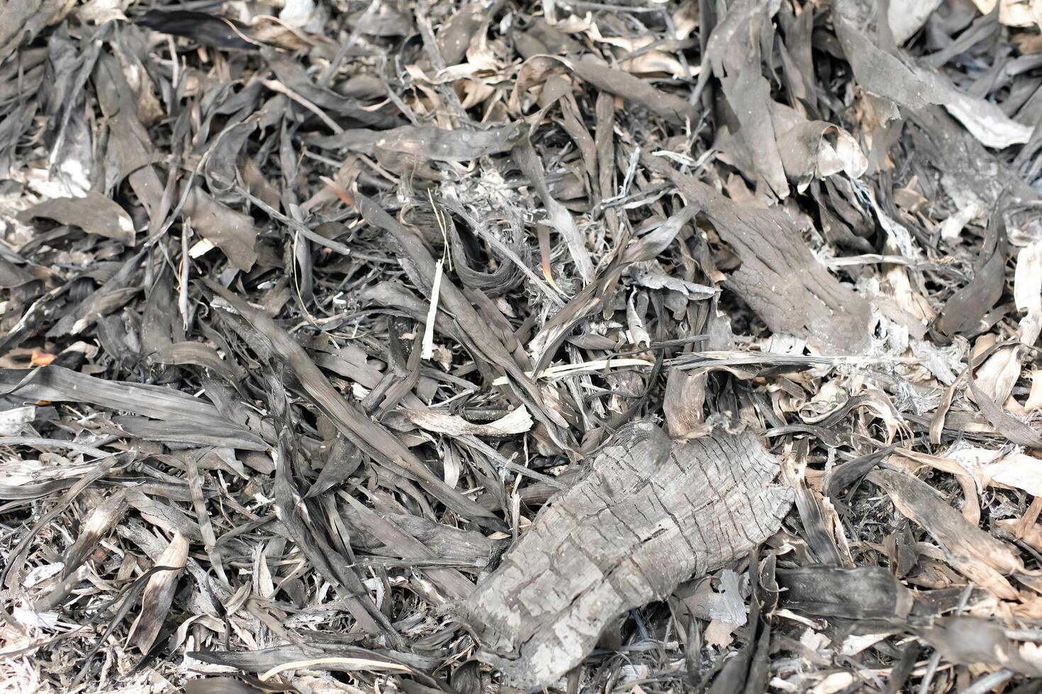 Monochrome Backgrounds ash and soot. Textured Details of the remains of the burning Bamboo Forest. Black and White Wallpaper. Textured Effects photo