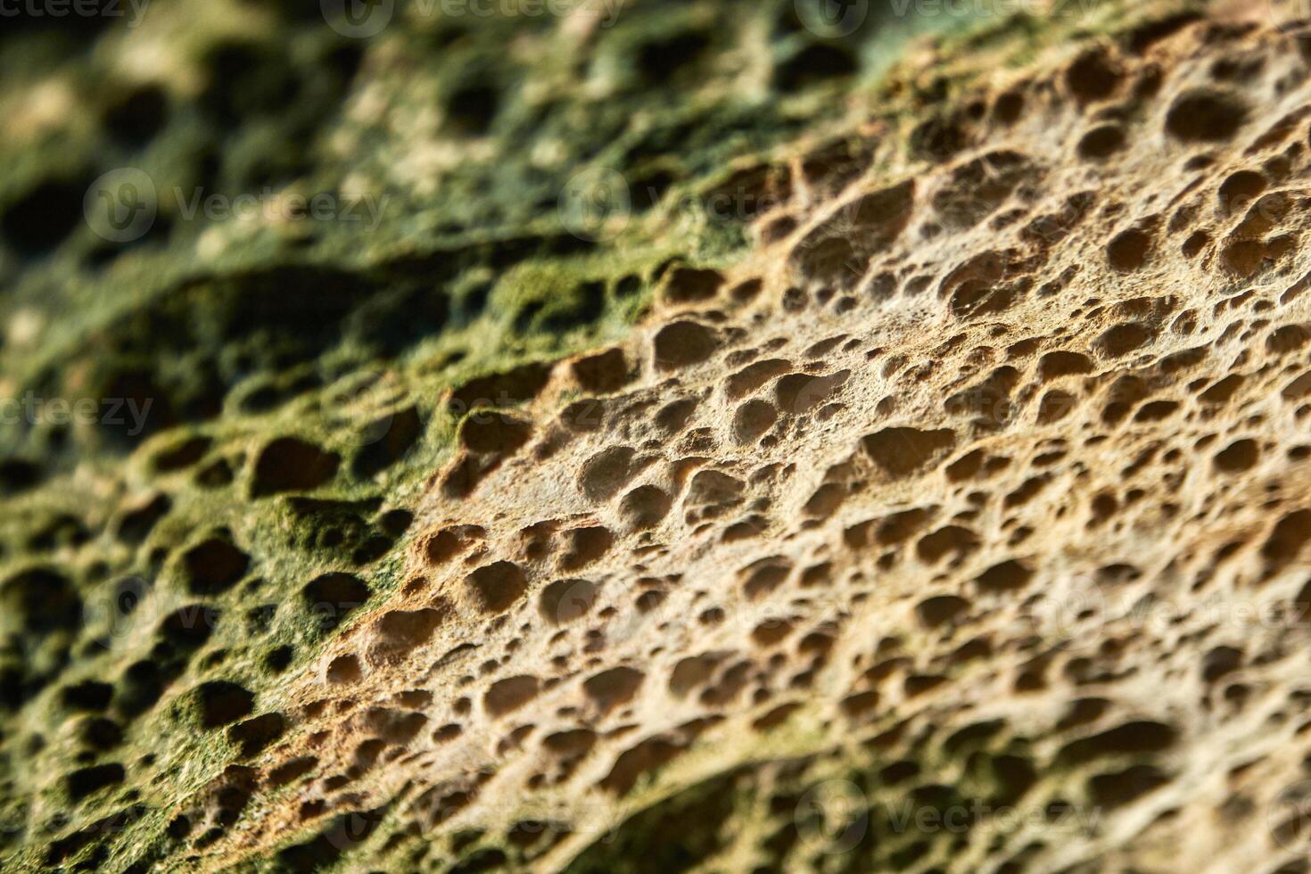 Close up of natural porous texture in organic material featuring intricate patterns and colors for design inspiration. photo