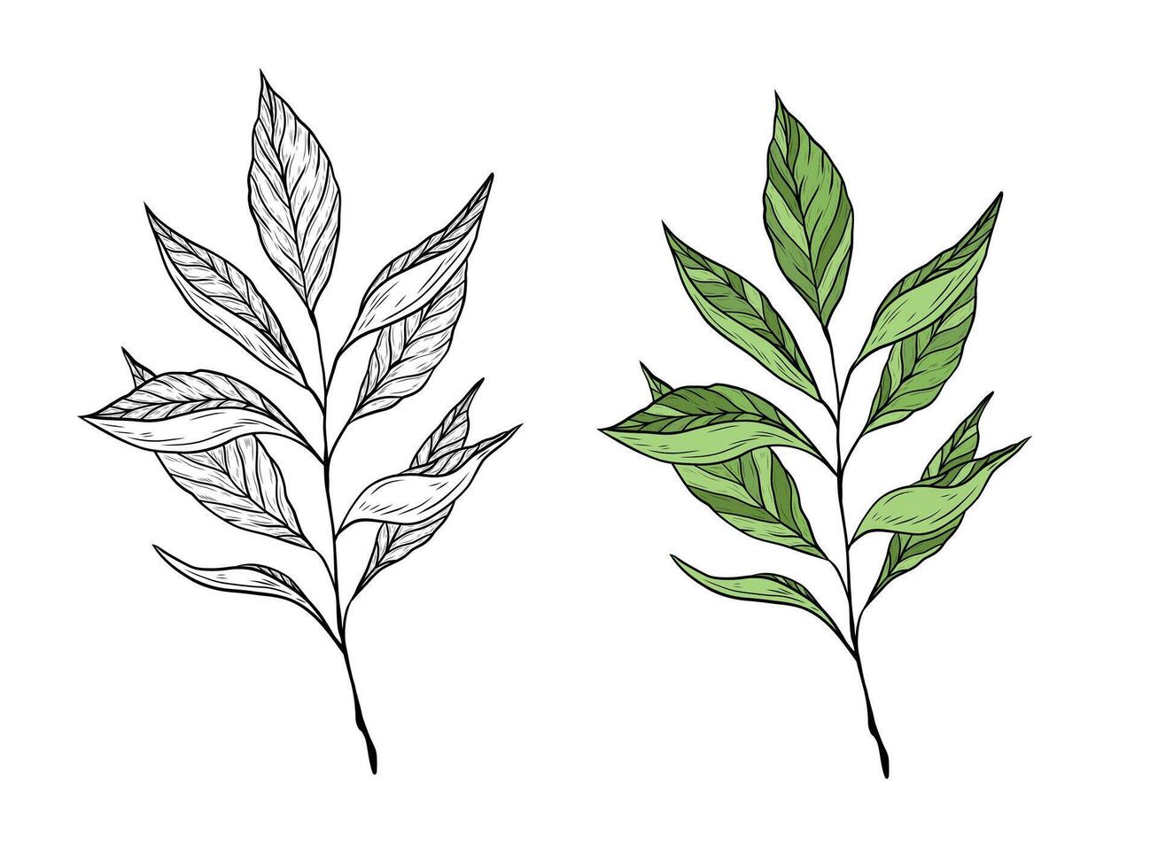 illustration of a branch with tea leaves. Hand drawn linear graphics. Color and black and white. Illustration for design and packaging of tea, green, black and oolong tea. vector