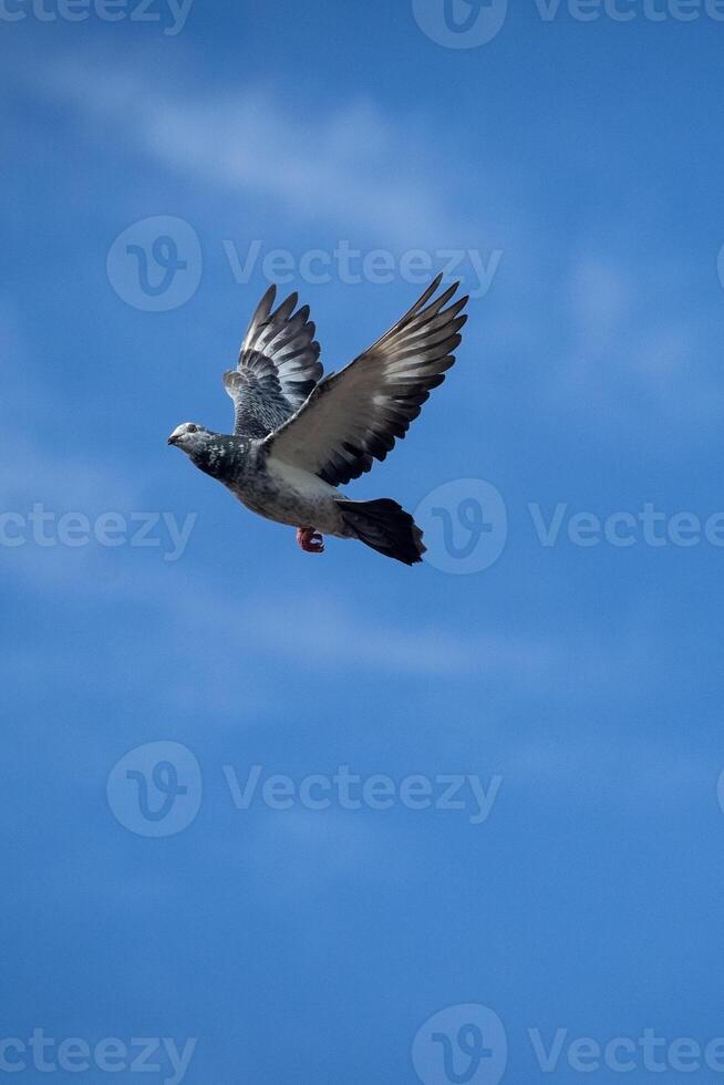 grizzle homing pigeon flying mid air against beautiful blue sky photo