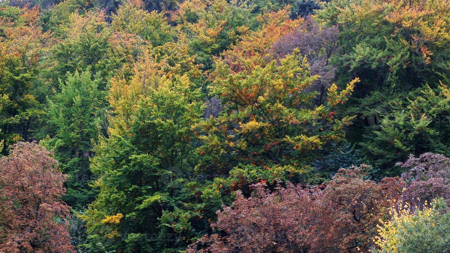 Colorful trees at the forest in autumn photo
