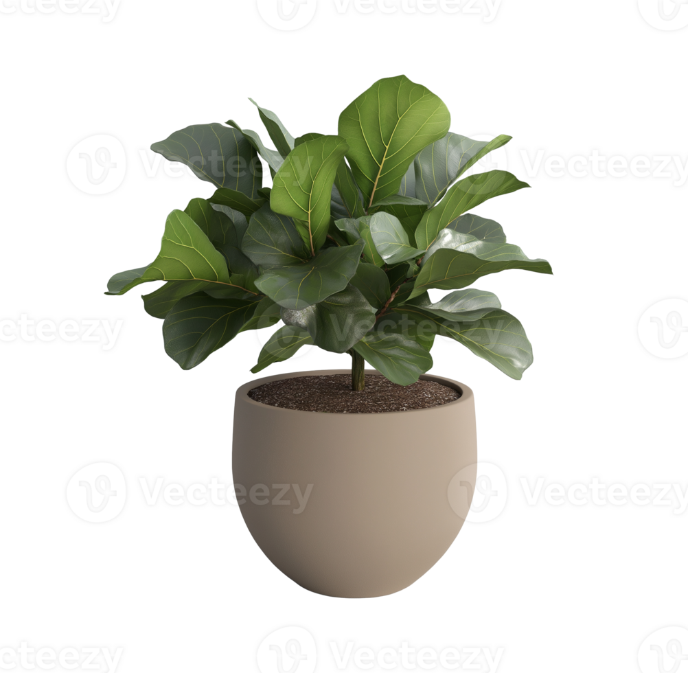 Fiddle leaf fig plant in minimalist pot image isolated transparent, . Lush houseplant with vibrant green leaves cut out . Decorative potted tree cutout element object photography png