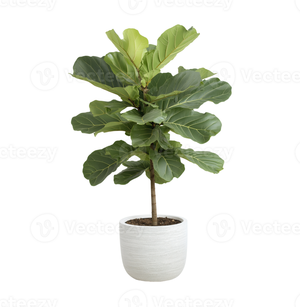 Tall fiddle leaf fig plant in white textured planter image isolated transparent. Natural indoor greenery cut out . Modern houseplant decor cutout element object photography png