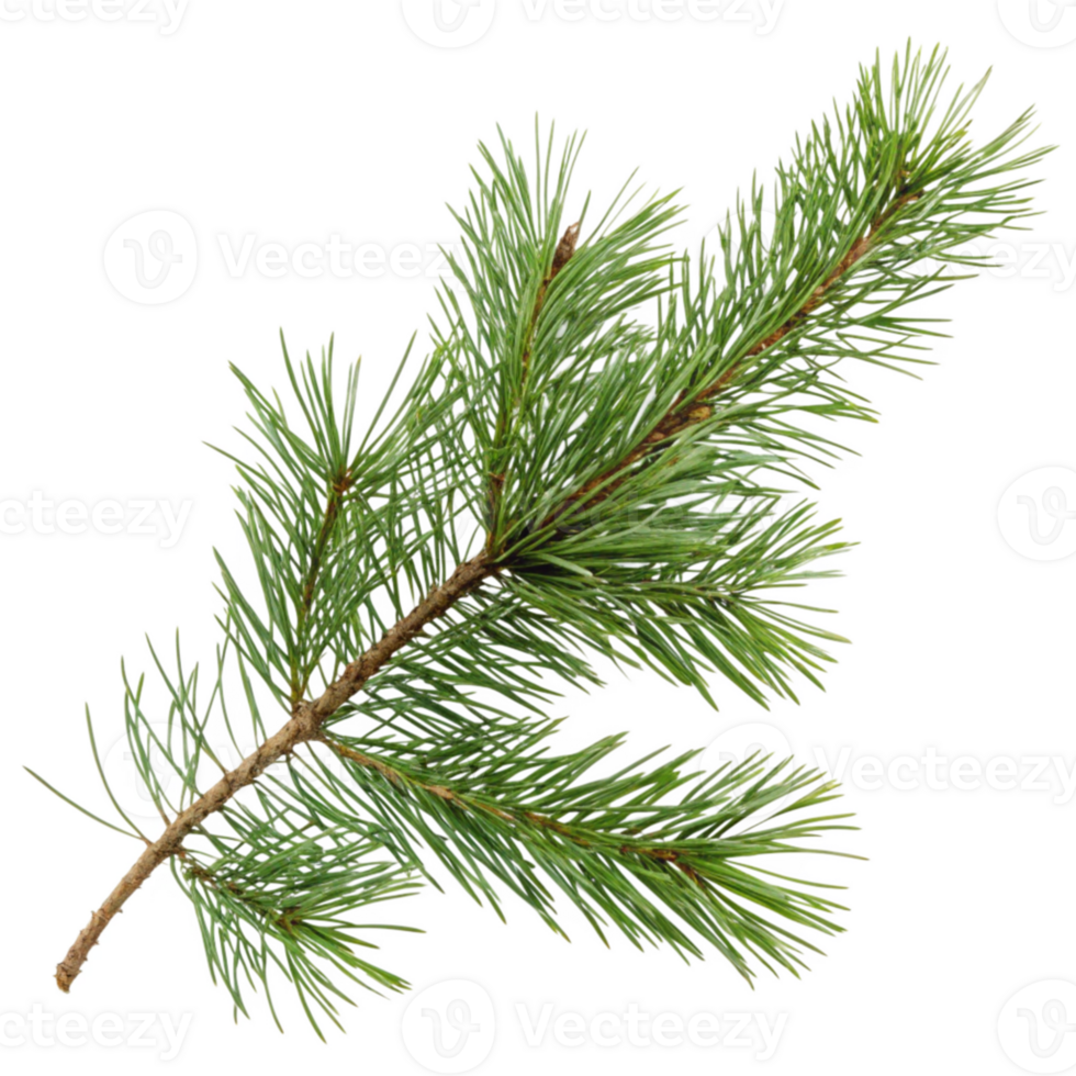 Natures Fresh Pine Needle Arrangement png