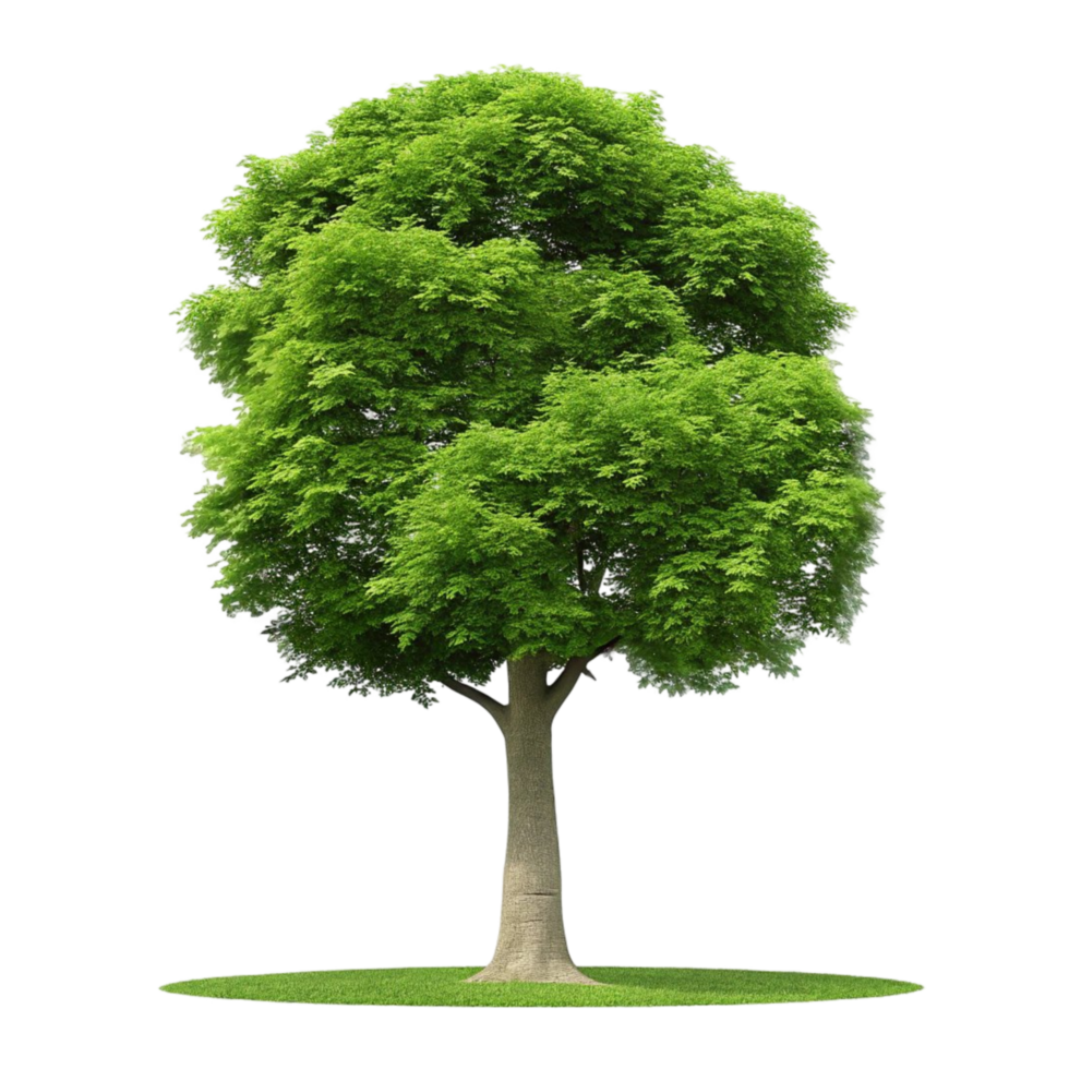Simple Green Tree Isolated on Transparent Background png