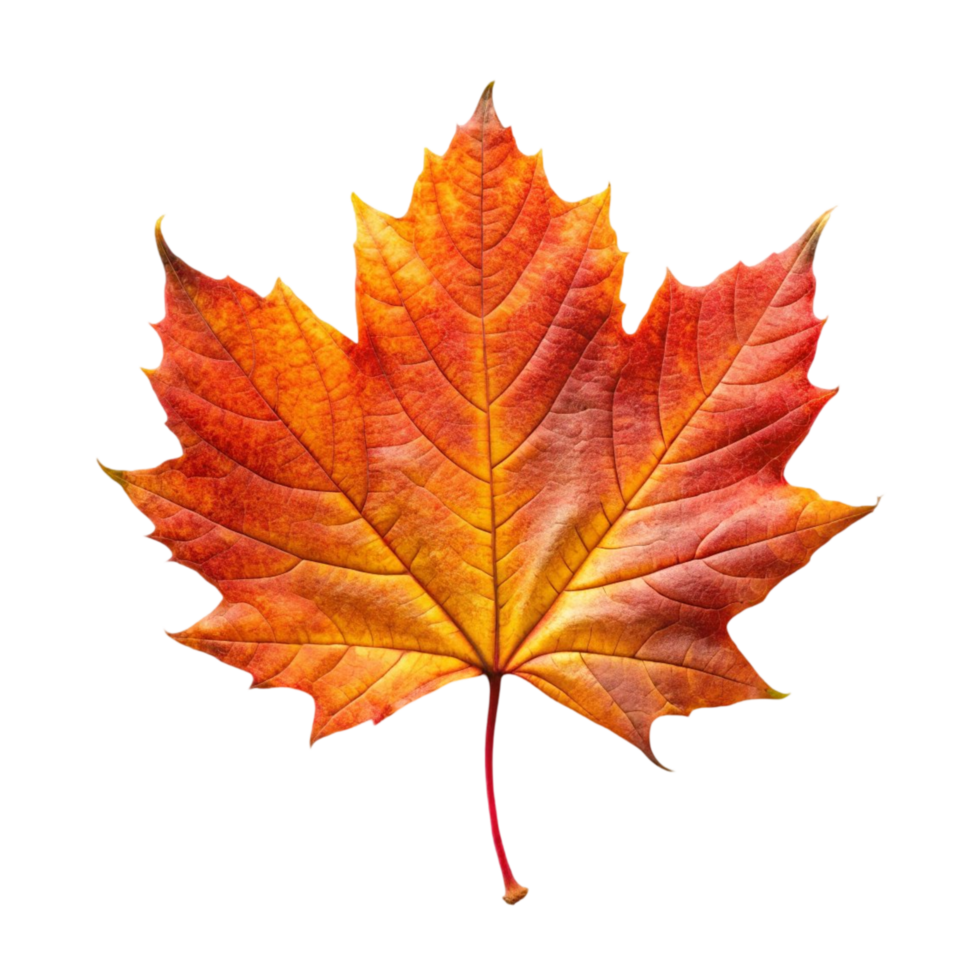 Vibrant Maple Leaf Isolated on Transparent Background png