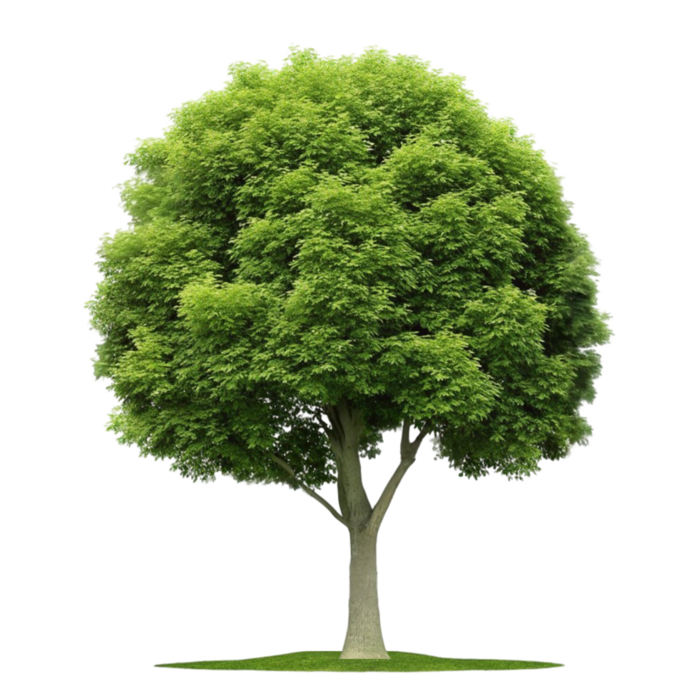 Beautiful Lush Green Tree Isolated on Transparent Background png