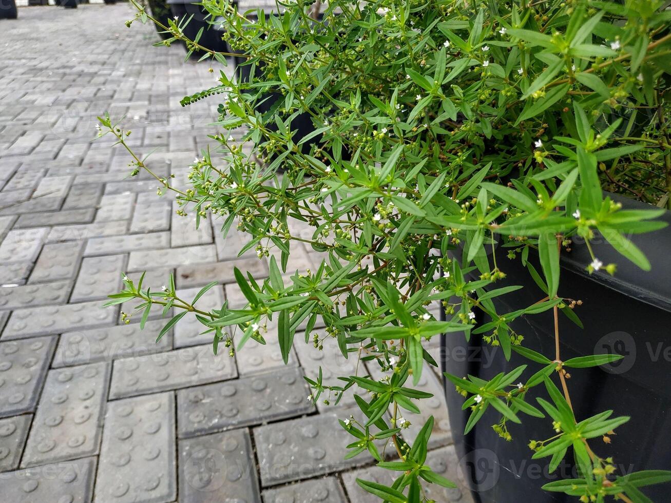 Lush Scleromitrion diffusum plant with small white flowers in a black pot, set on a patterned stone pavement background. photo