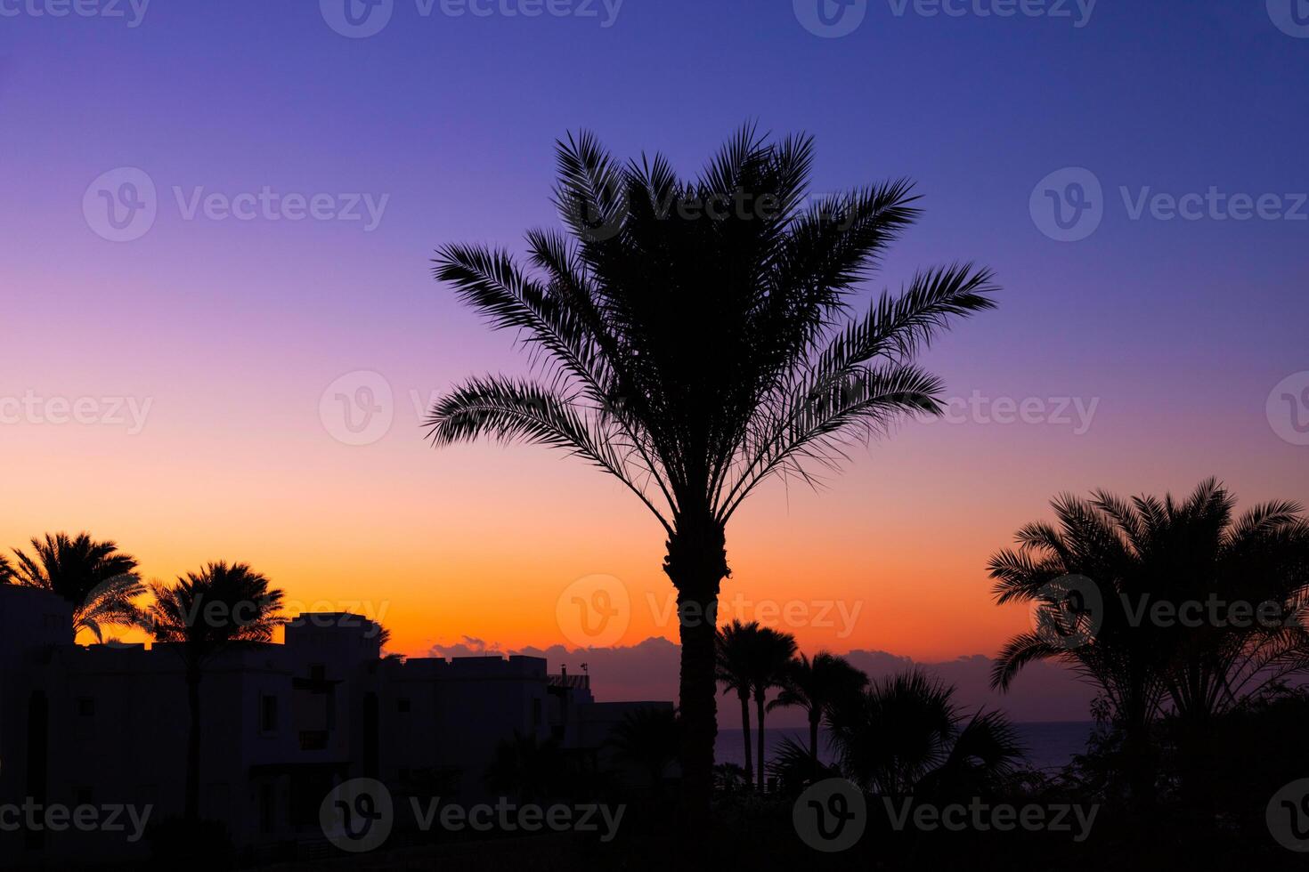 Palm trees against the morning sunrise and the sea. Red Sea, Egypt photo