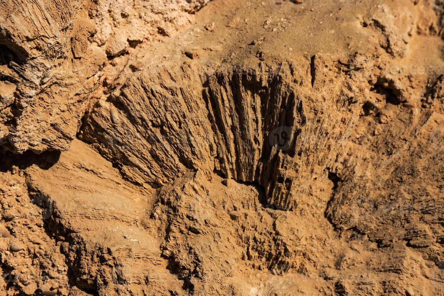 Ancient shell print on the ancient historical seabed. Egypt, Red Sea. Background photo