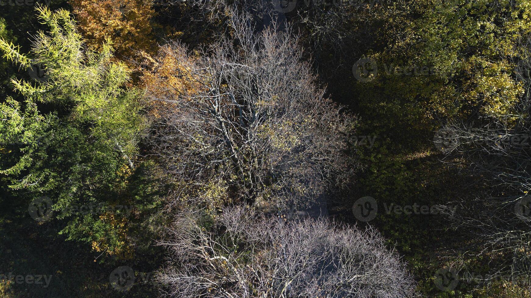 Autumn trees stand along a mountain road. Autumn landscape. View from above. Poland photo