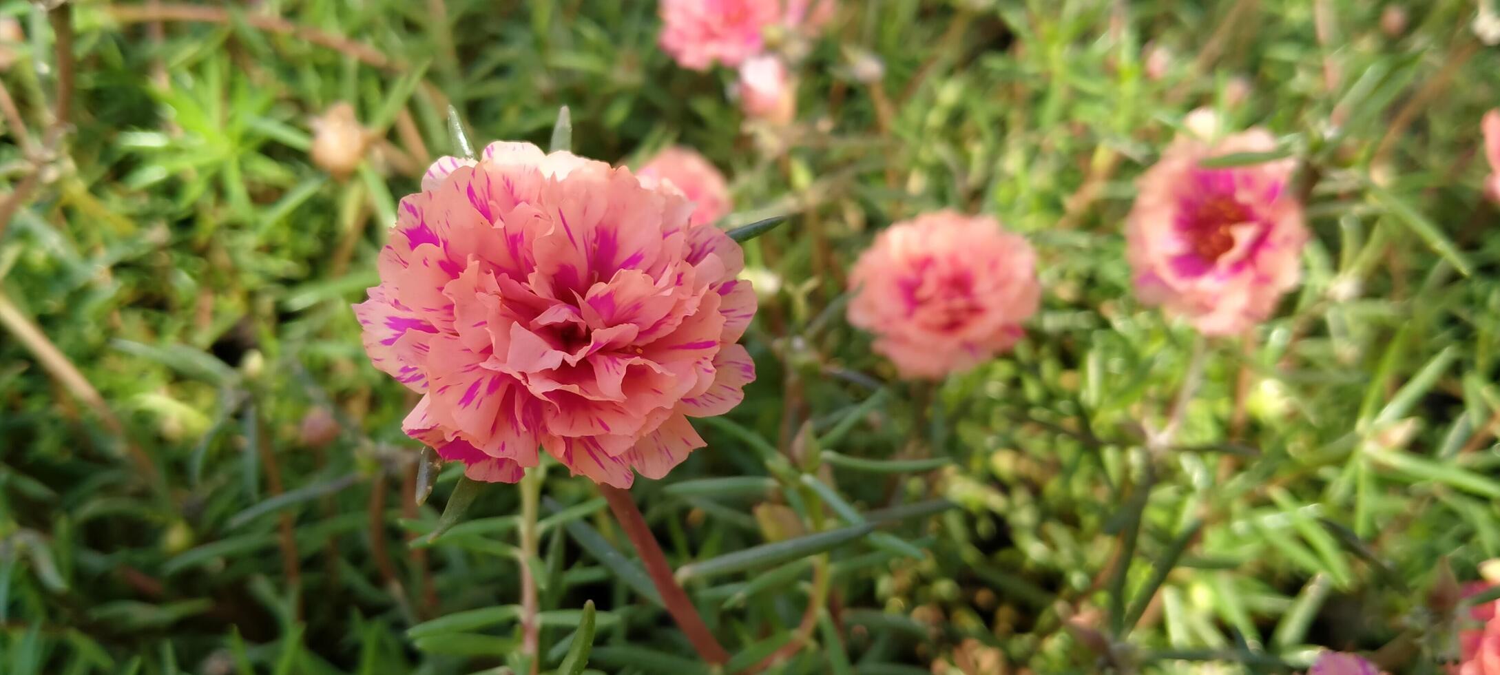 Close-up photo of a purslane flower Portulaca grandiflora with bright flamingo-colored petals, standing out against the natural green background.