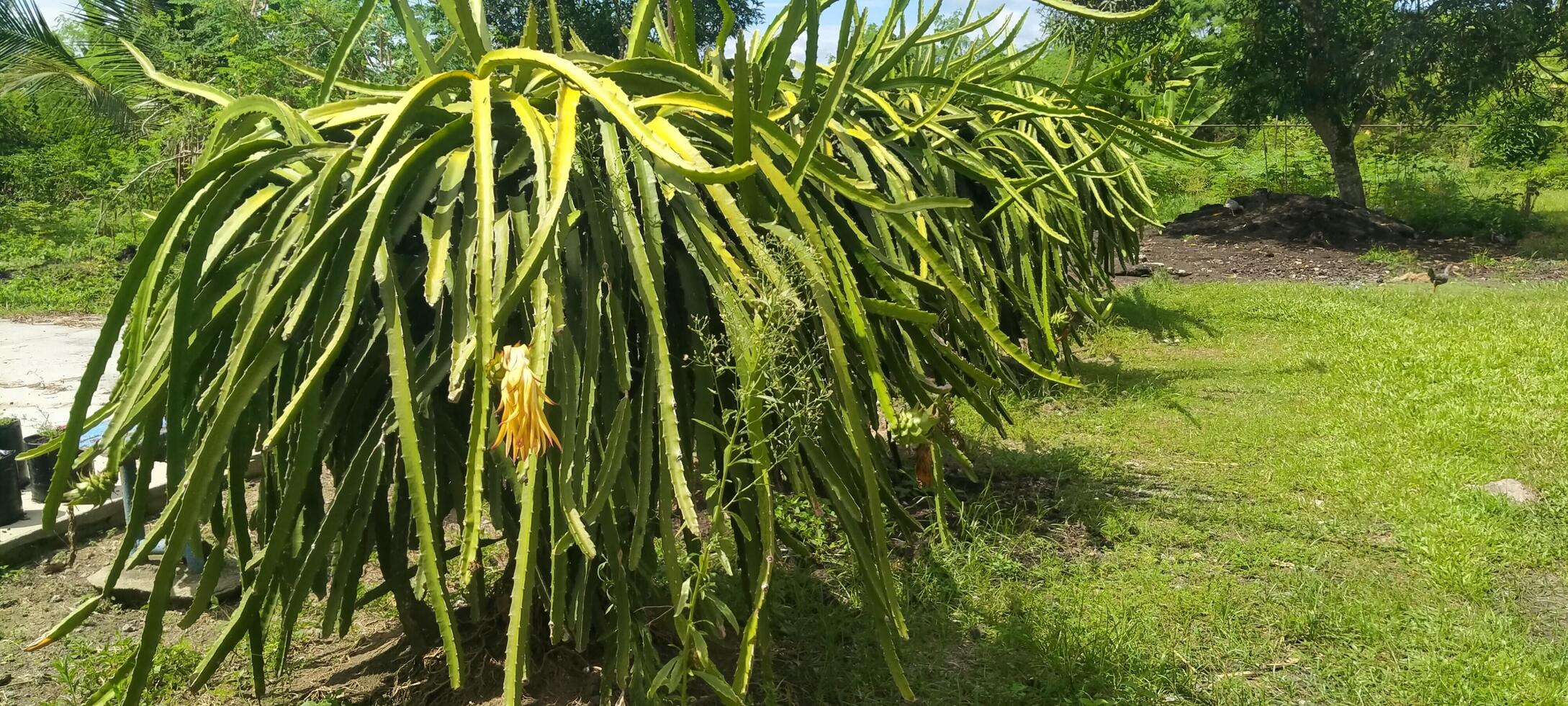 Photo of a dragon fruit tree Hylocereus spp that thrives in tropical sunlight, showing fleshy green stems with a structure resembling a cactus.