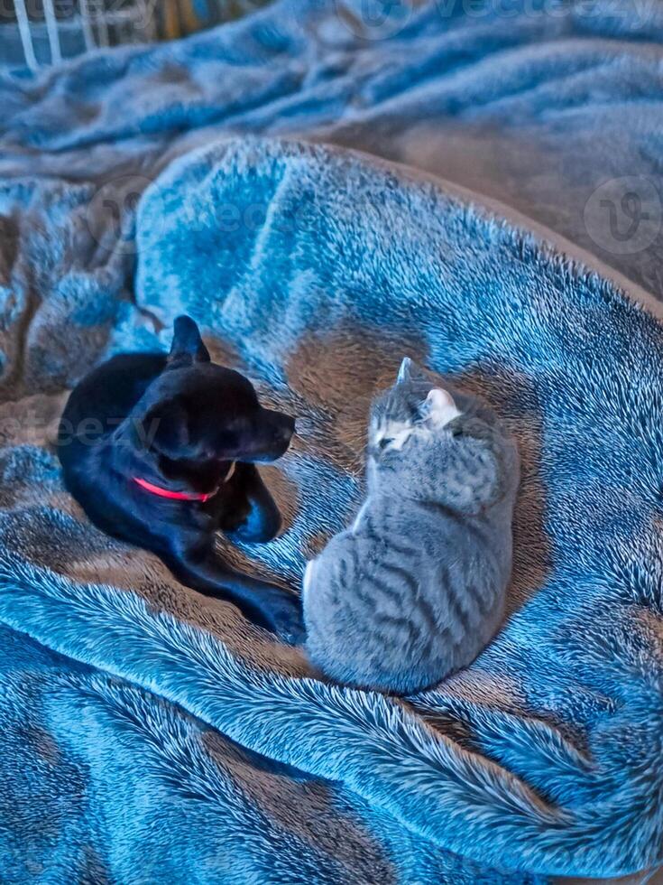 Cute sleeping animals. Beautiful dog lying with cat. Animal protection concept. photo