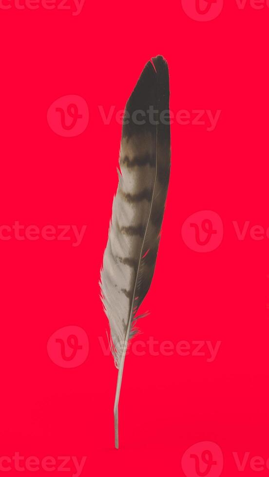 feather with red background photo