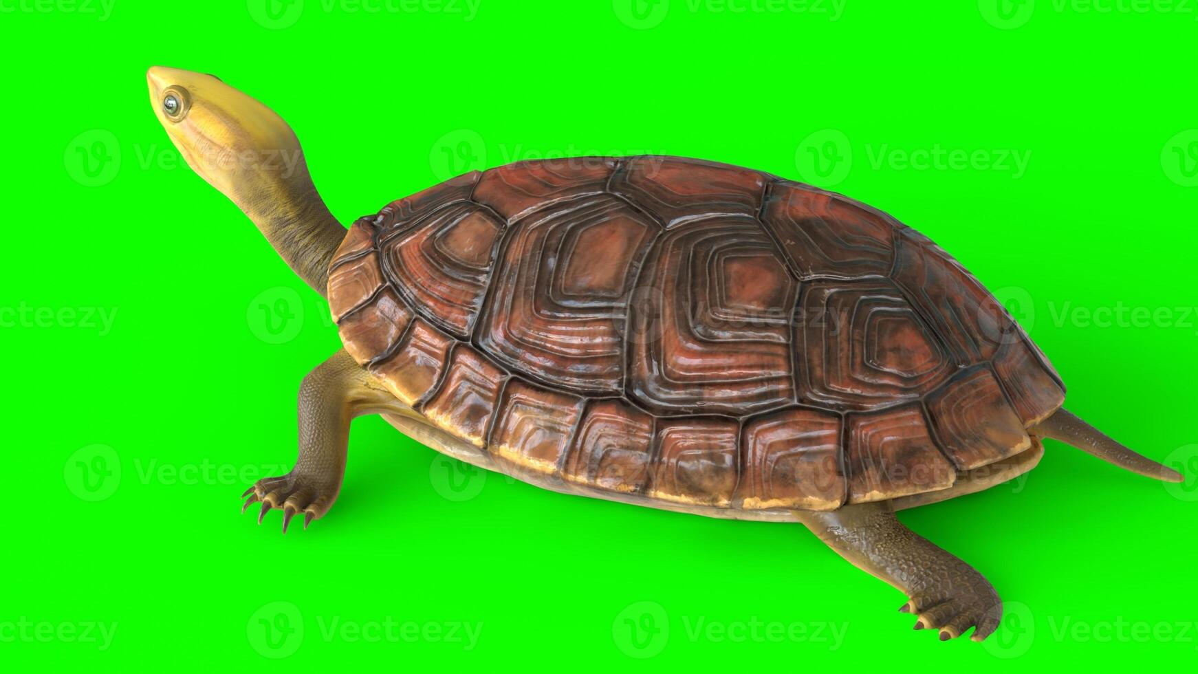 tortoise with white background photo