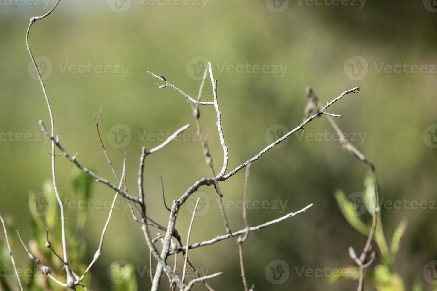 tree branches with a naturally blurred or unclear background photo
