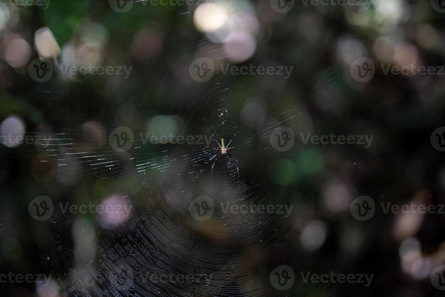 Spider relaxing in its nest with blurred background photo
