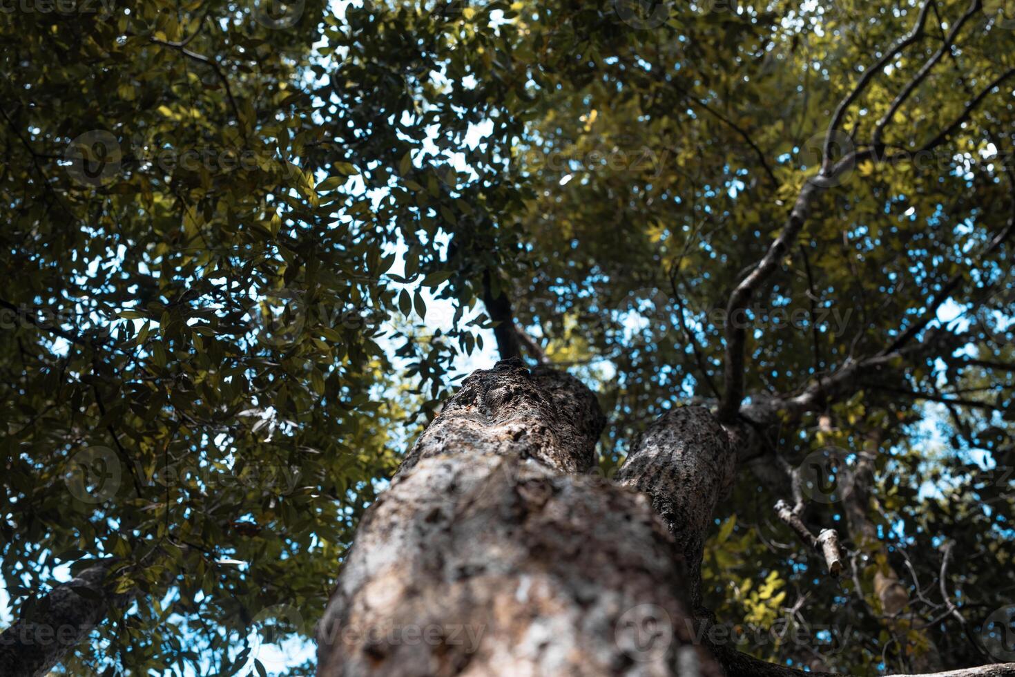 trees in the tropical forest photo