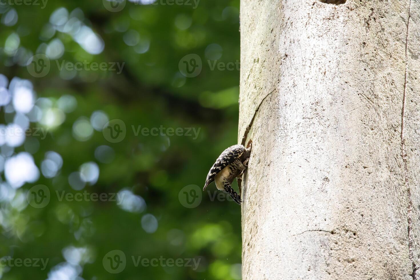 a small woodpecker is making a nest on a tree trunk photo