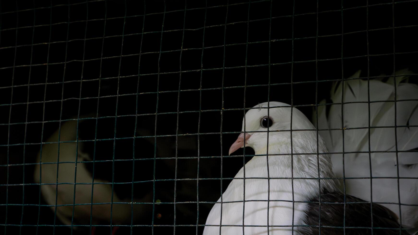 Portrait of a white dove on a dark background, looking elegant from behind the wire cage. photo