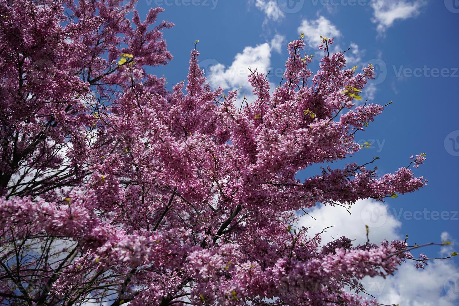 Blossom Flower on Tree Branch photo