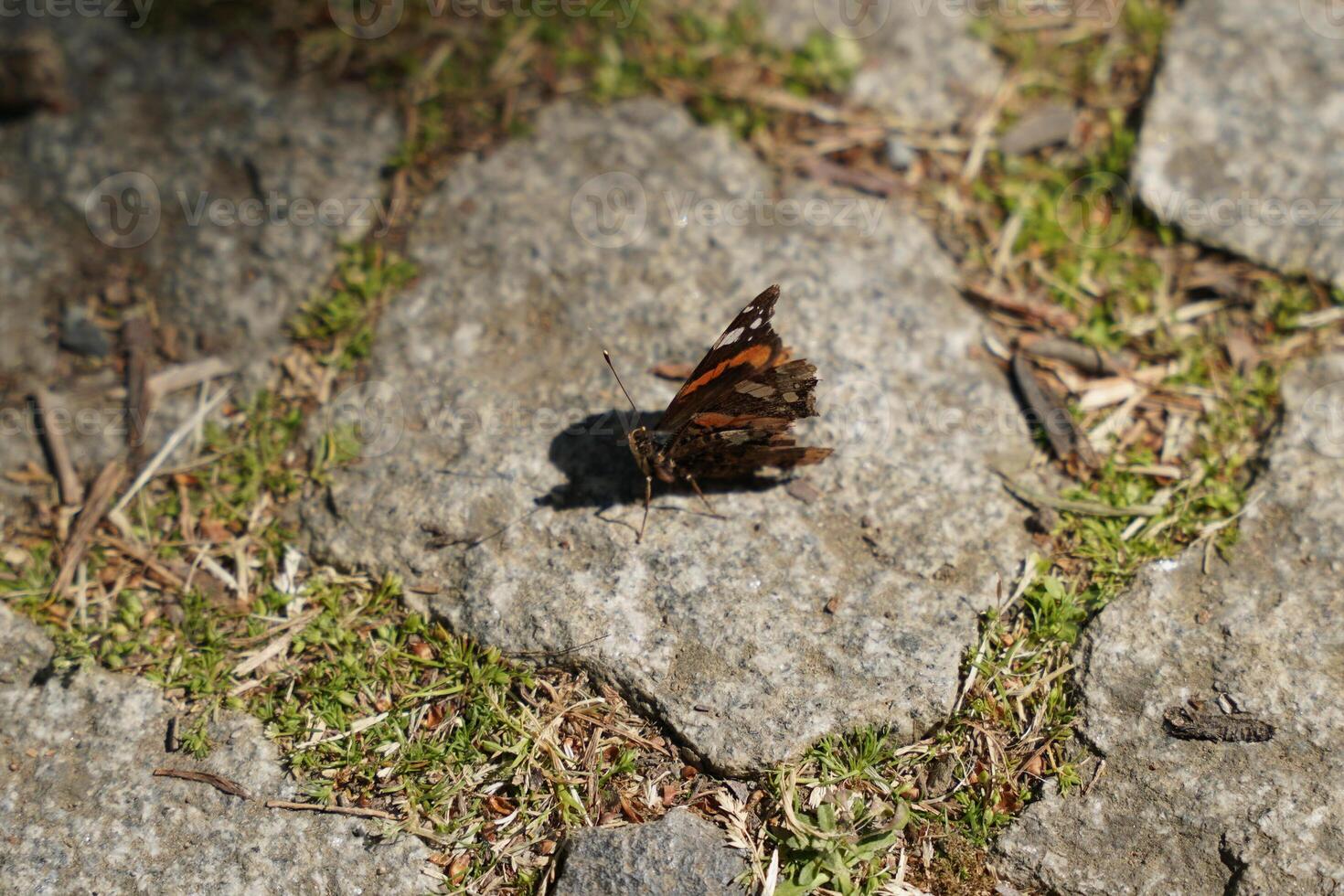 A beautiful butterfly photo