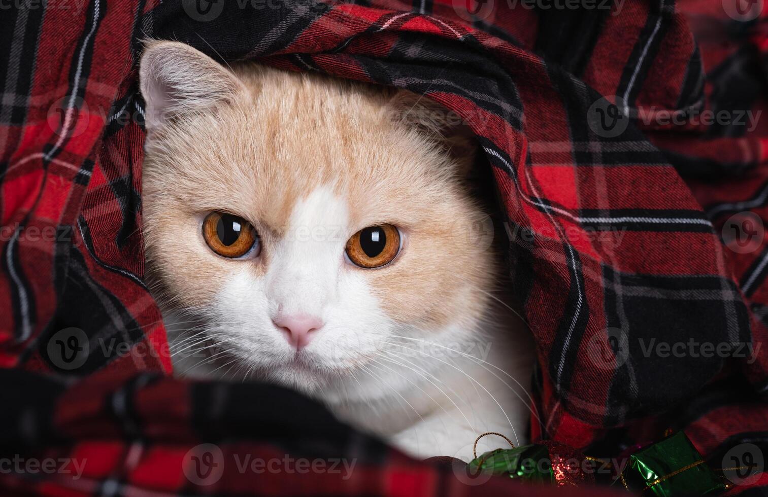 Scottish fold cat is wrapped in a checkered plaid, a red blanket. Cold autumn, winter photo