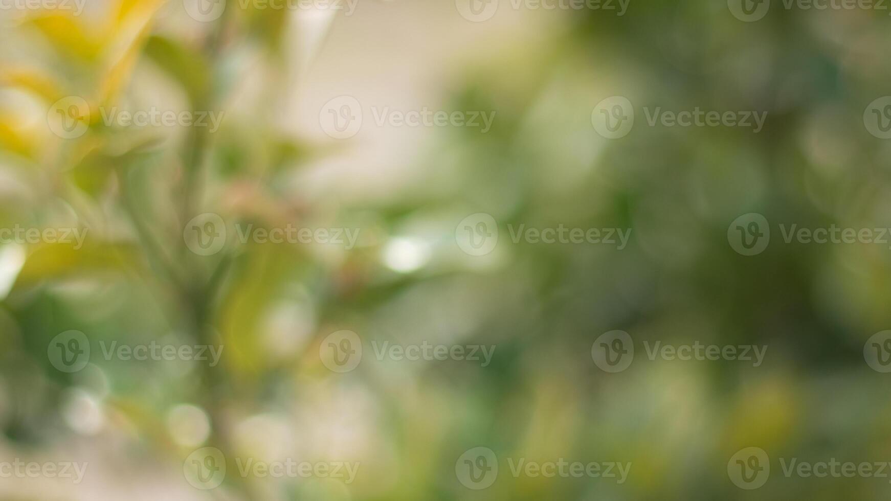 Ecology spring, summer concept. Natural blurred bokeh background from tree and leaves photo