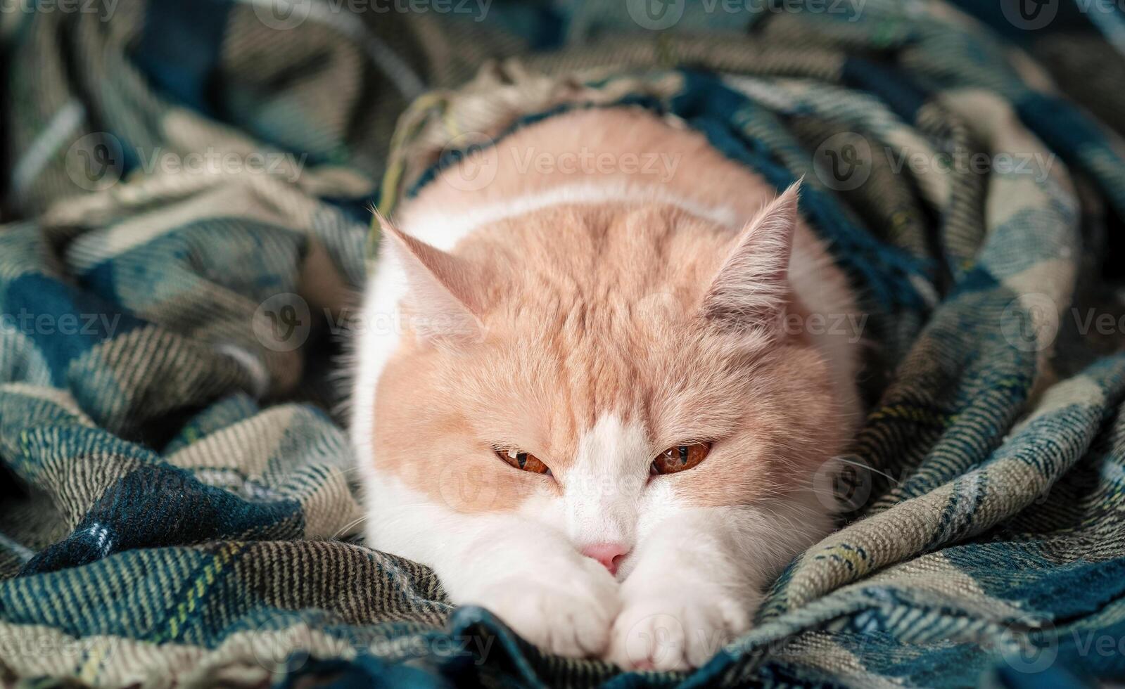 Orange and white tabby cat sleeps with its legs stretched out on a warm green plaid blanket photo