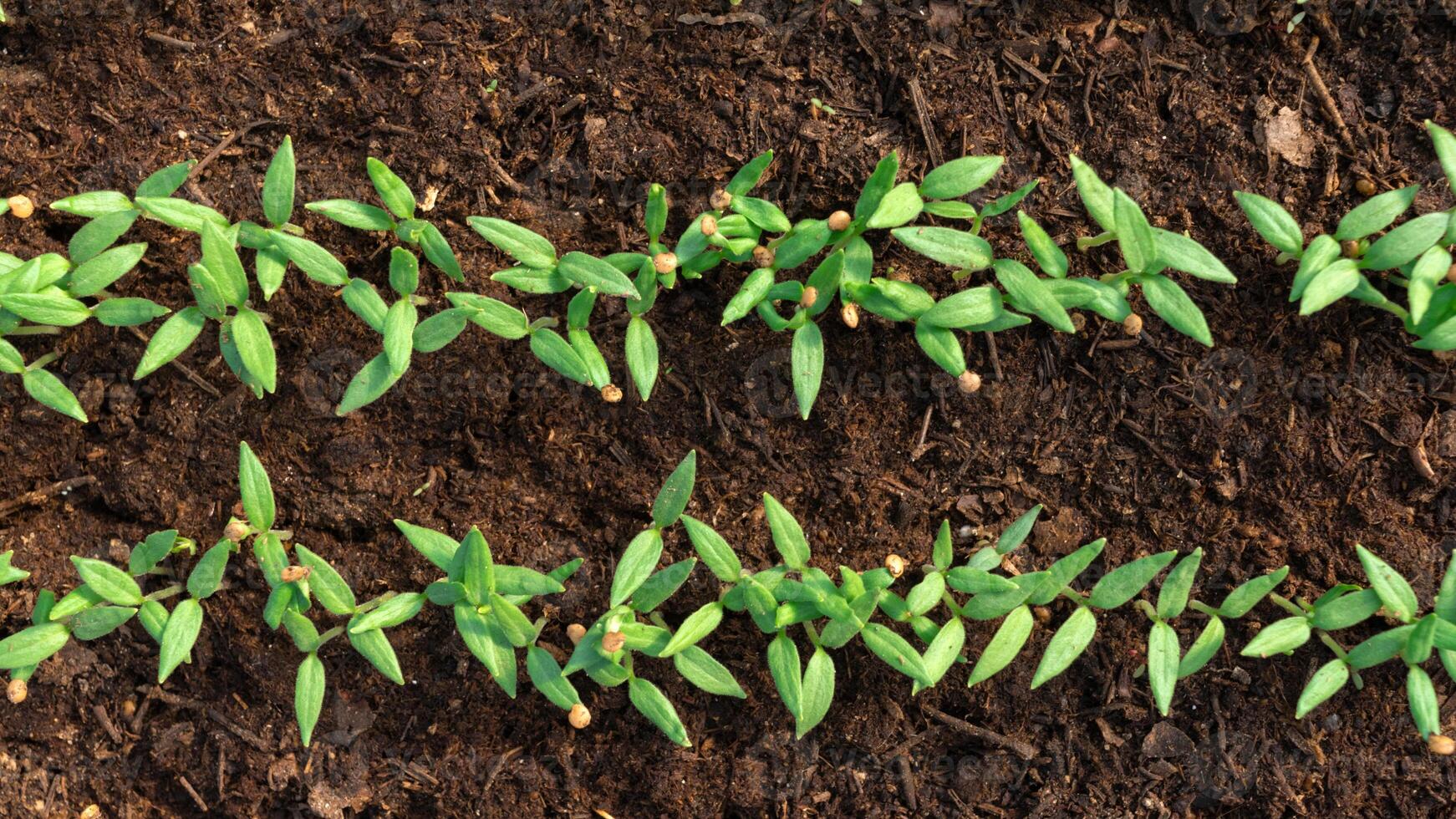 Eggplant seedlings in the ground in a greenhouse. Small sprouts from the soil. Agriculture photo