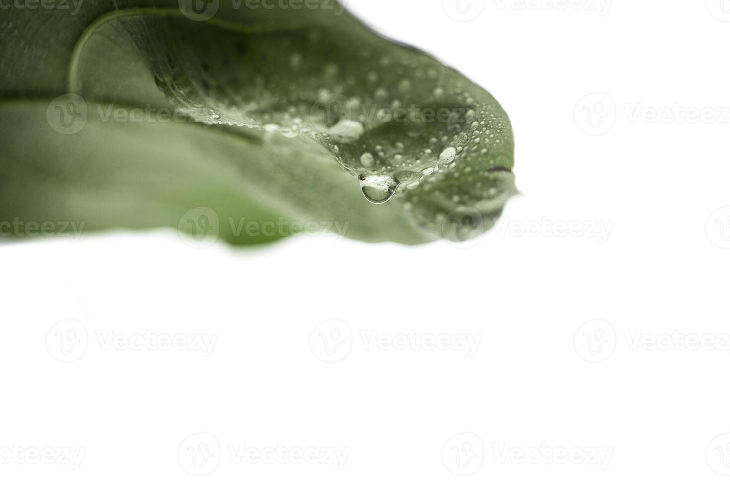 Green leaf of ficus with drops of water on a white background isolated photo