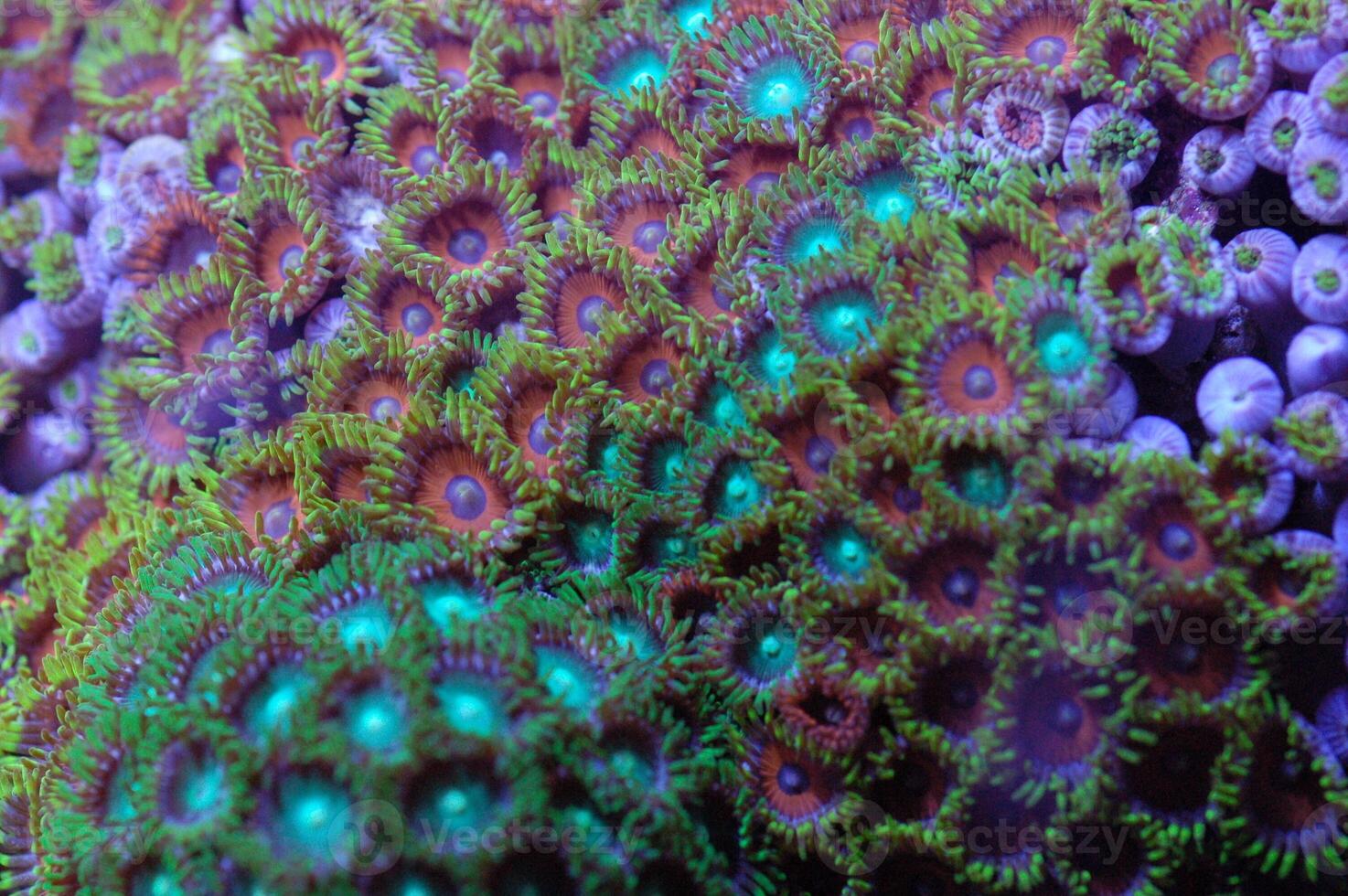 Ultra Colored Mixed Zoanthid Rock - Zoanthus spp photo