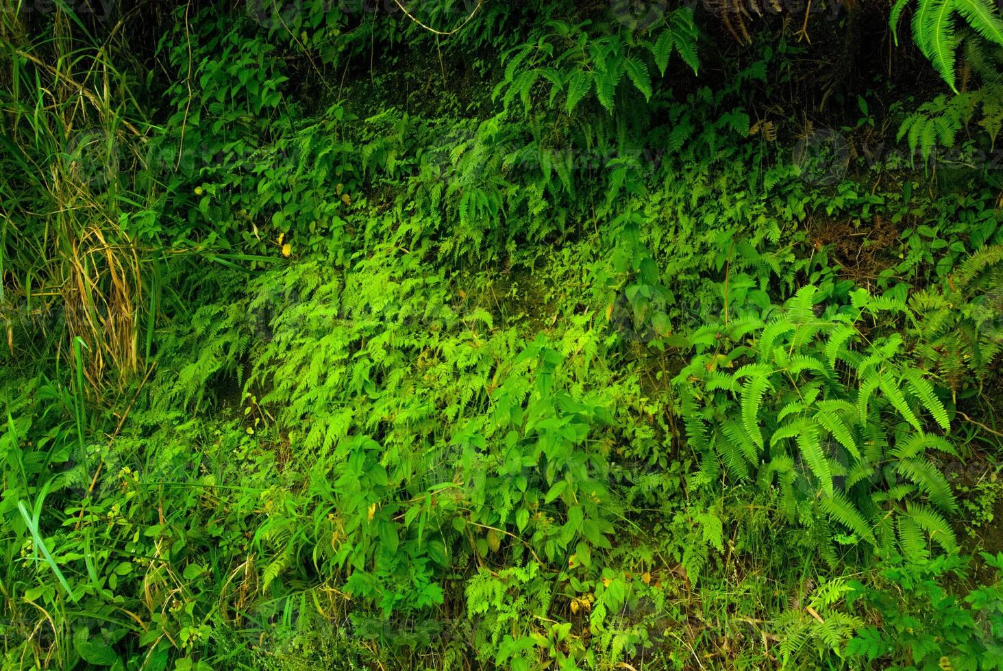 Wild Ferns on the Side of the Road to Hana, Maui, Hawaii photo