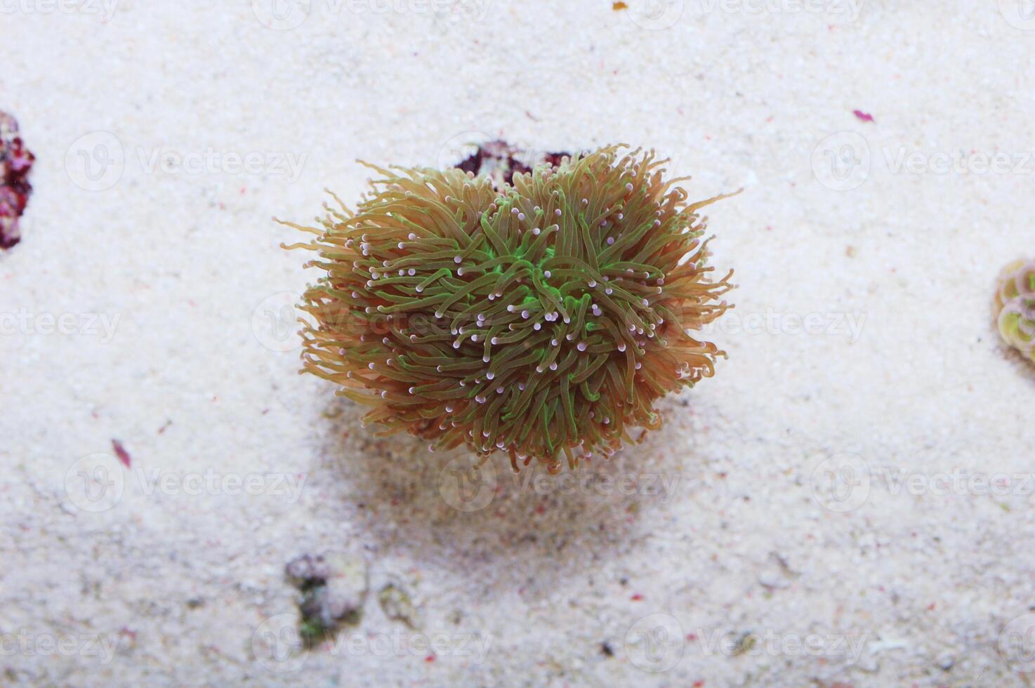 Green Torch Coral, Euphyllia glabresens photo