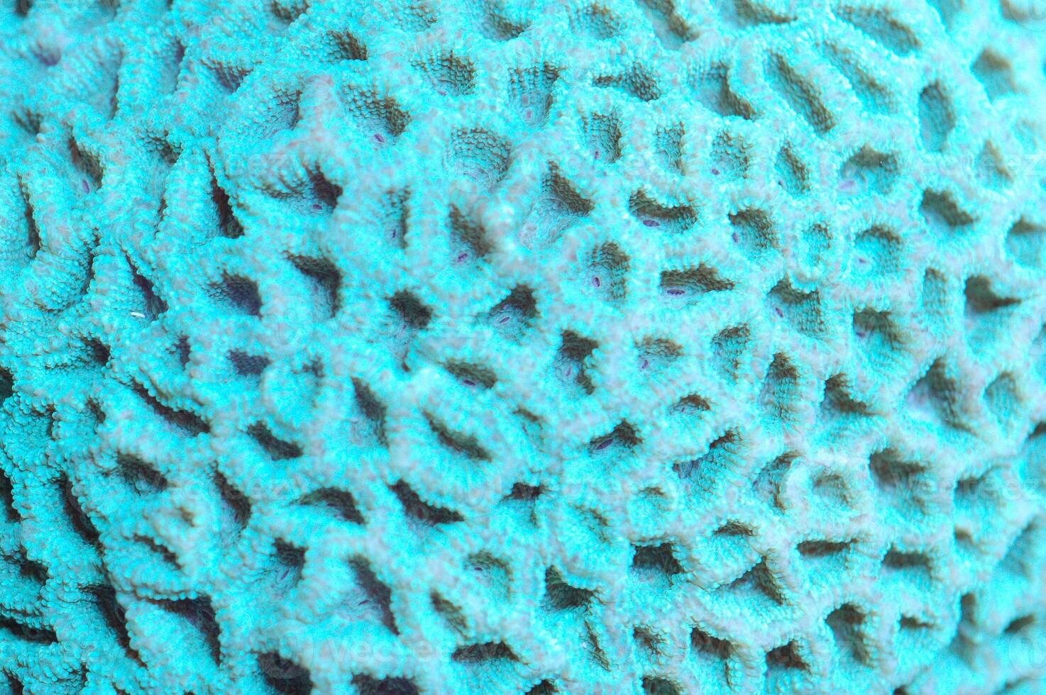 Closed Turquoise Brain Coral - Favites spp photo