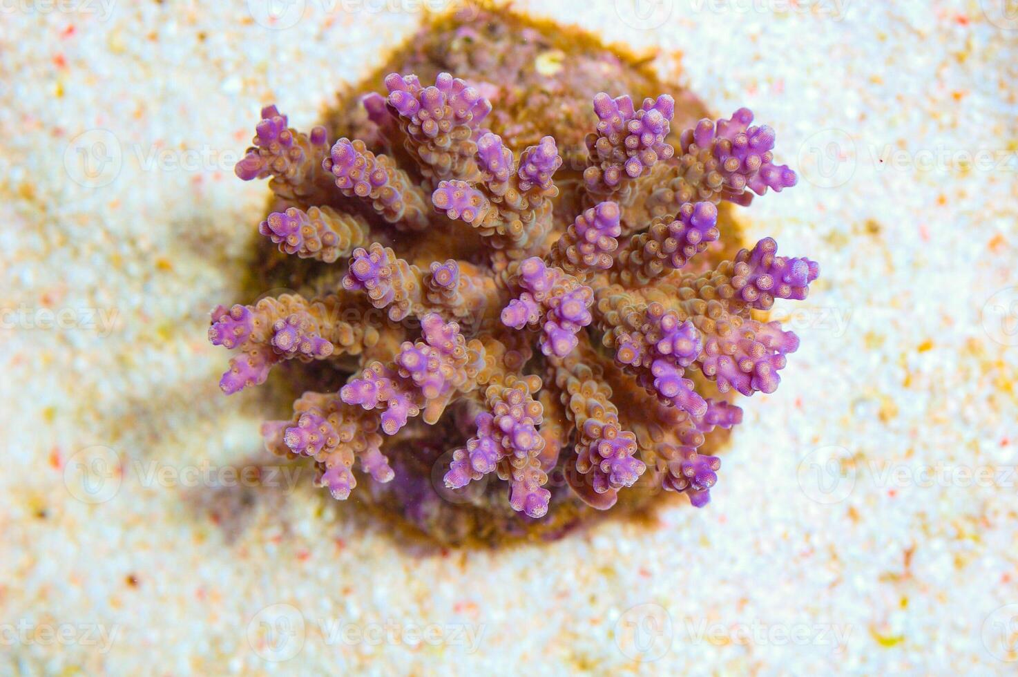Purple Tip Bushy Acropora - Acropora spp photo