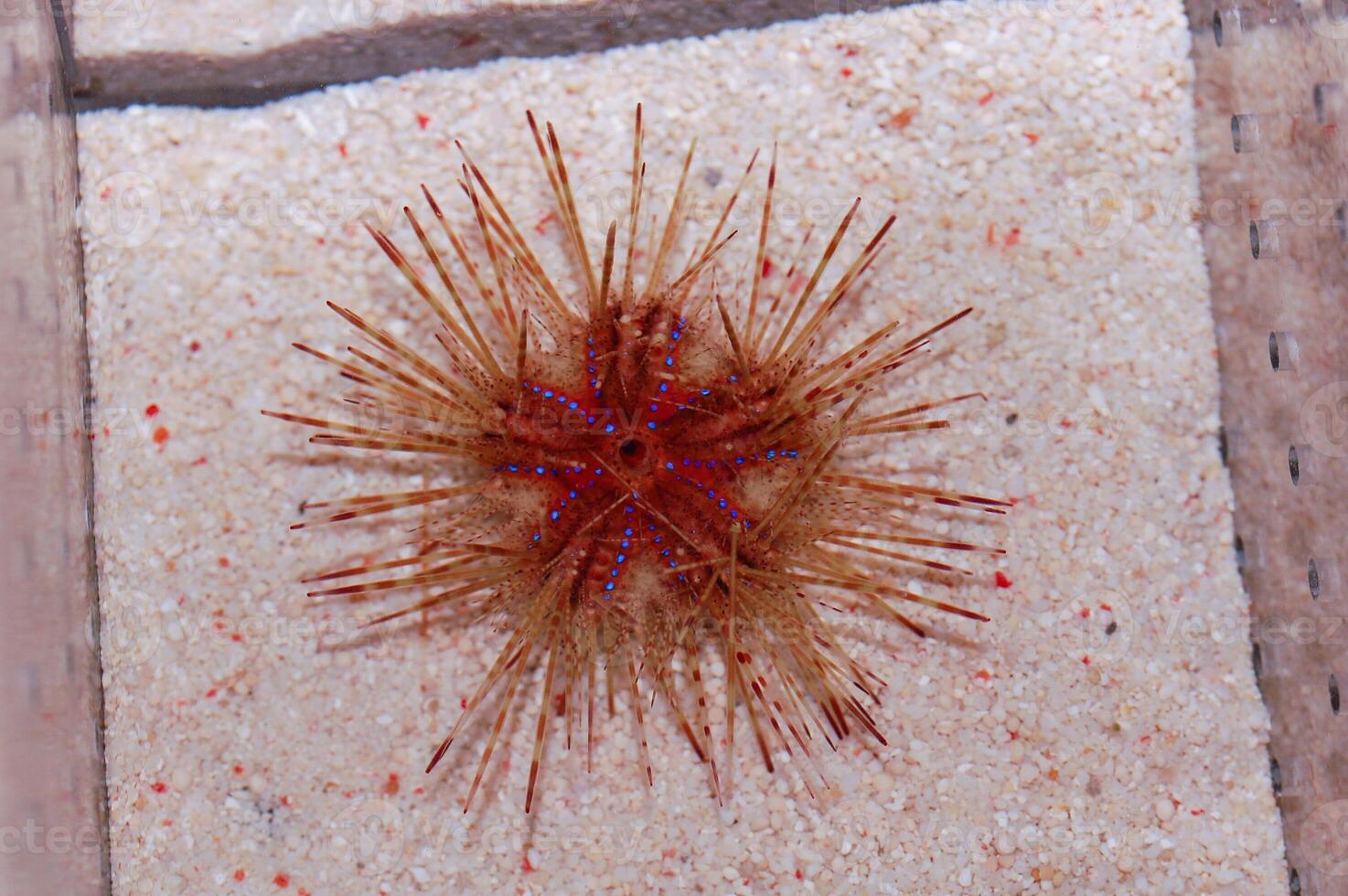 Red Long Spine Urchin - Astropyga radiata photo